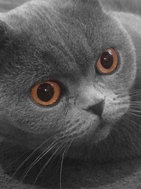 Chudley British Shorthairs